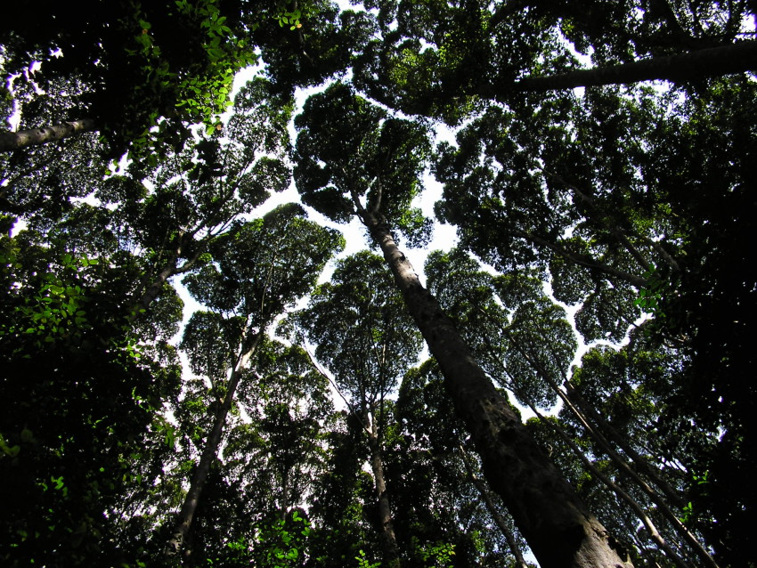 arbre-timide-feuillage-03