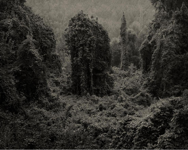 Kudzu, Photo de Helene Schmitz